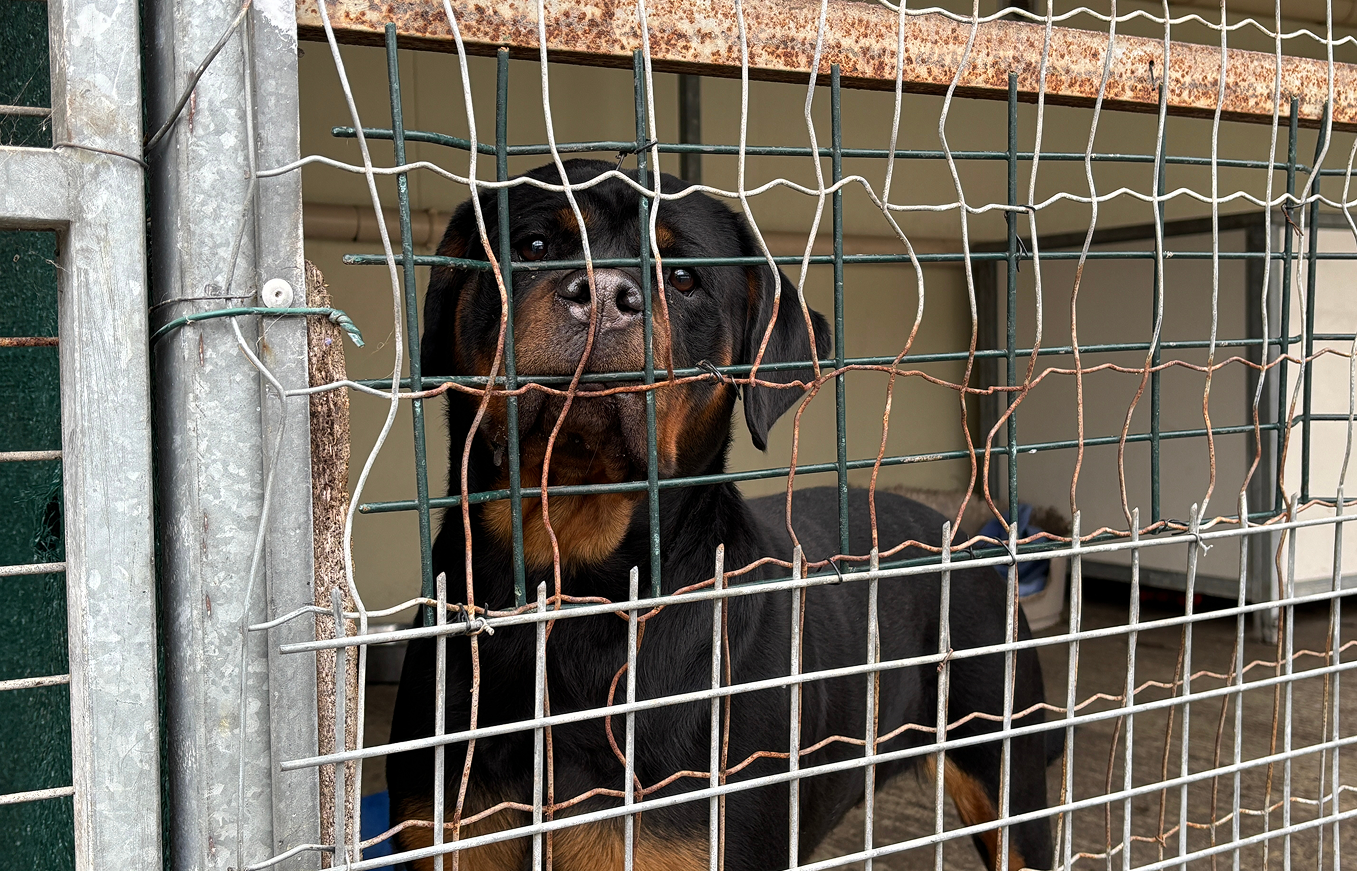Photo de chien